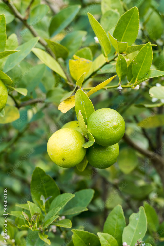 Some lemons on the lemon tree. Individual plantation. Lemon is rich in vitamin C.