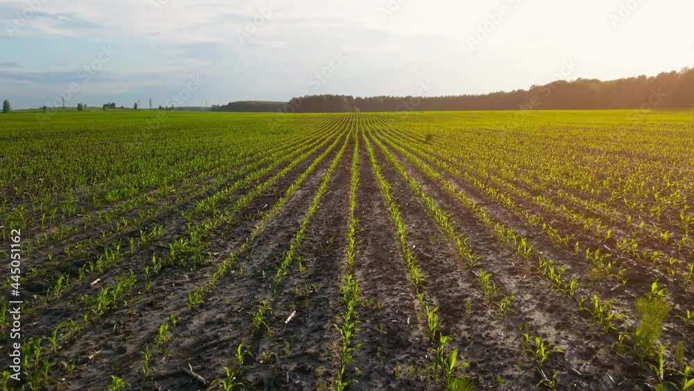 A field with young corn shoots at sunset. Farm land. Green sprouts in rows. Agricultural business. Aerial view, slow motion A field with young corn shoots at sunset. Farm land. Green sprouts in rows. Agricultural business. Aerial view, slow motion