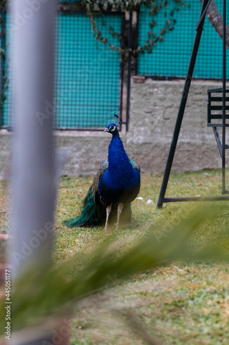 pavo real domestico