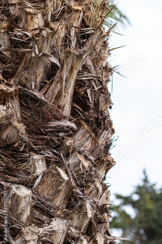 arbol palmera
