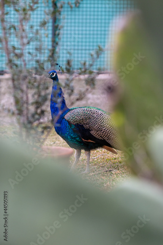pavo real domestico