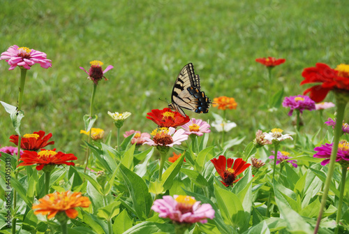 Swallowtail in Flower Garden © G