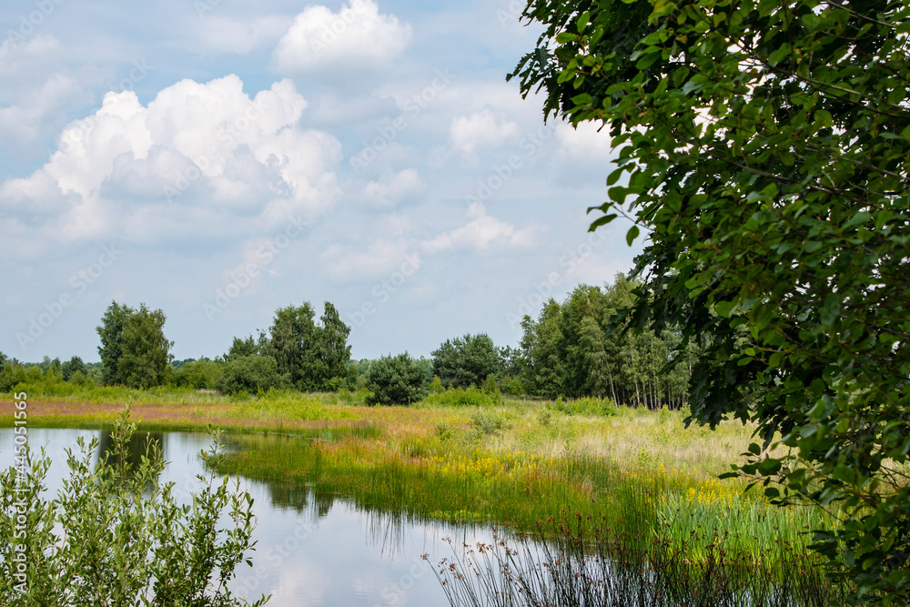Beautiful dutch landscape with small ake in the summer. Maasduinen - a picturesque place in Noord Limburg, Netherlands