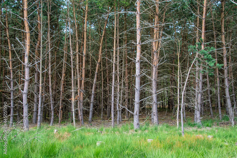 Obraz premium Green pine forest. Natural forest in the summer.