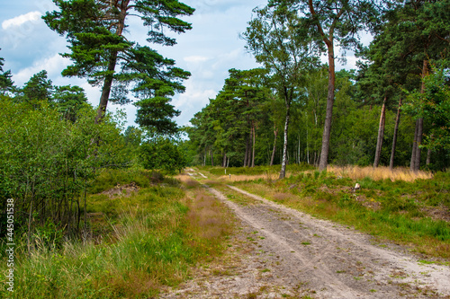 Walkway Lane Path With Green Trees in Forest. Beautiful Alley, road In Park. Way Through Summer Forest.