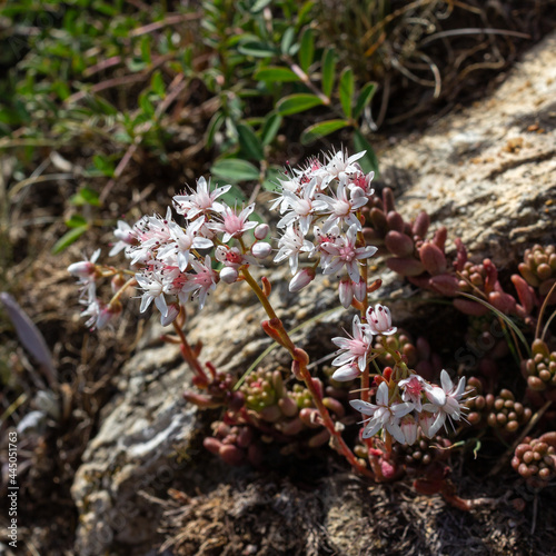 Alpine wild flower Sedum Album (White Stonecrop). Photo taken at an altitude of 2200 meters, close to the maximum altitude for this flower.  Aosta valley, Italy.