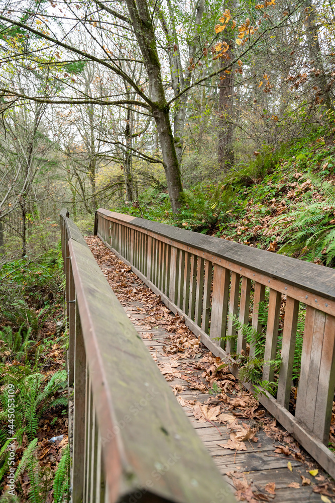 Wooden trail in the middle of a green forest at Tacoma, Washington