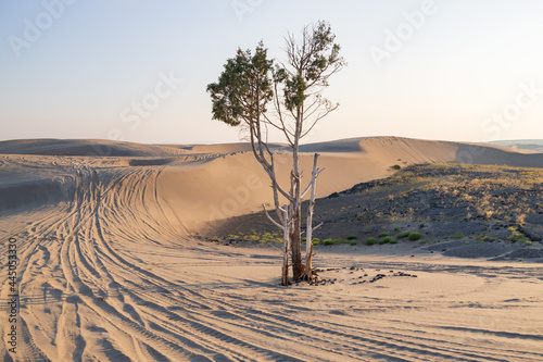 фотографія Tall tree in St. Anthony sand dunes, Idaho, USA