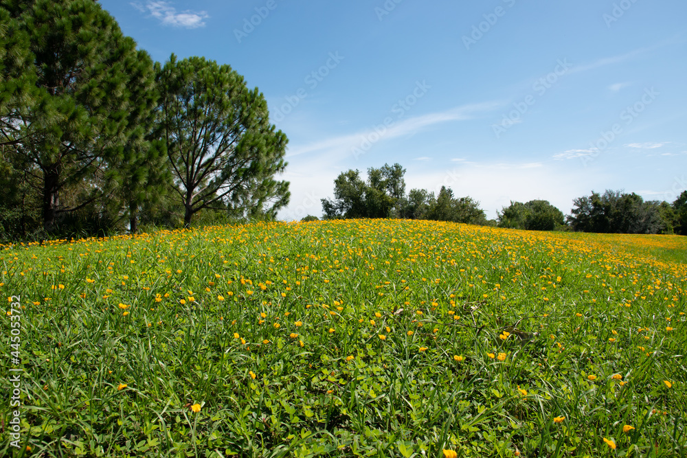 pinto peanut flowers field (Arachis pintoi)