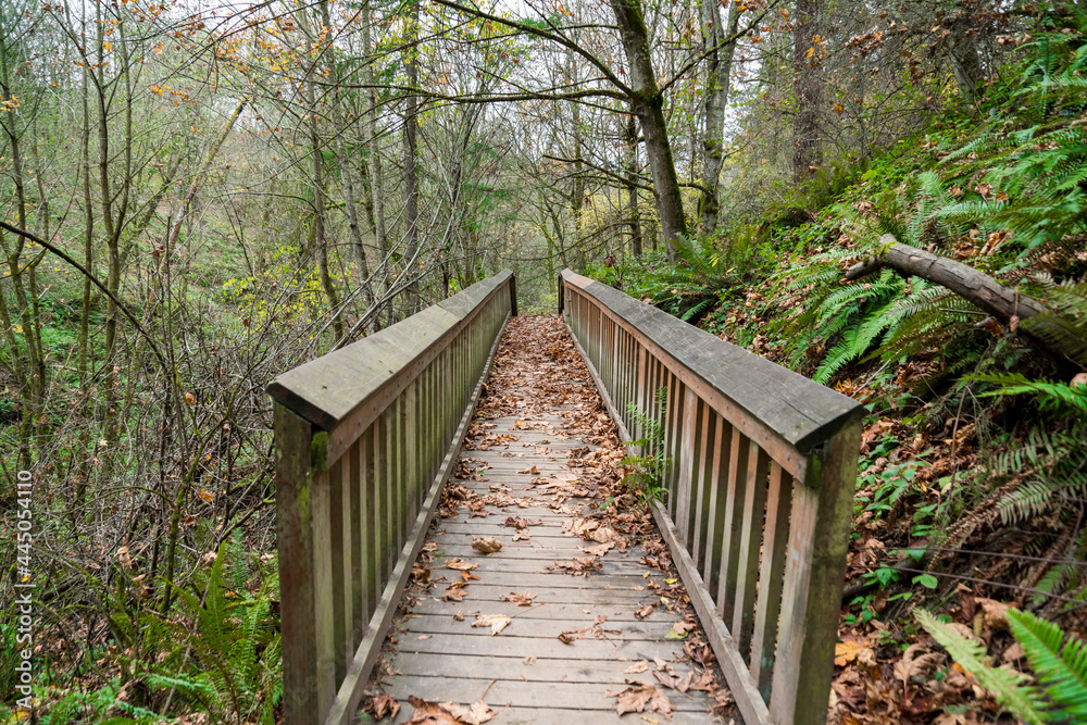 Obraz premium Straight wooden footpath in the middle of the woods in Tacoma, Washington