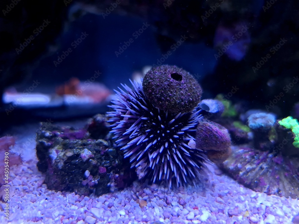 Obraz premium Mediterranean purple sea urchin - Sphaerechinus granularis