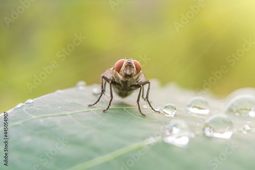 macro photo of flies perched on cassava leaves in the morning. morning dew on the leaves
