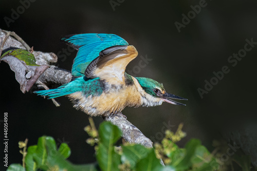 The sacred kingfisher is a medium-sized woodland kingfisher that occurs in mangroves, woodlands, forests, and river valleys in Australia, New Zealand, and other parts of the western Pacific. In New Ze