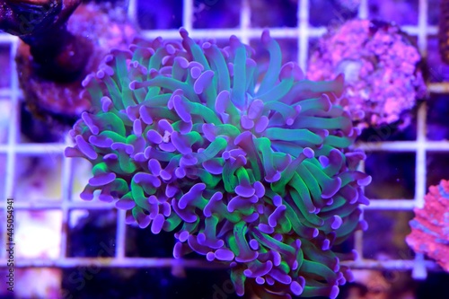 Colorful Euphyllia Paraancora, LPS coral in reef aquarium tank photo
