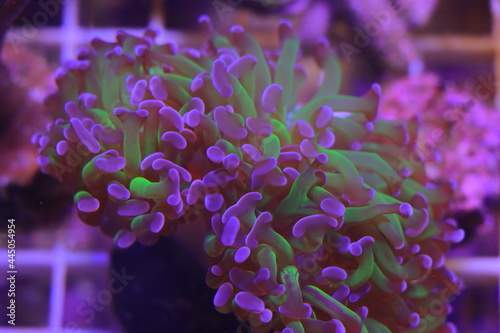 Golden Euphyllia Crtistata, rare LPS coral in reef aquarium tank photo