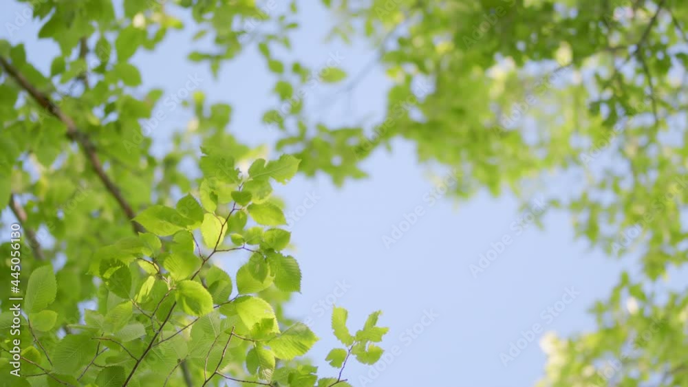 Sun shines through blowing on wind green leaves. Rich green leaves of a tree waving in wind. Blurred abstract bokeh. Sun shines through blowing on wind green leaves. Rich green leaves of a tree waving in wind. Blurred abstract bokeh.