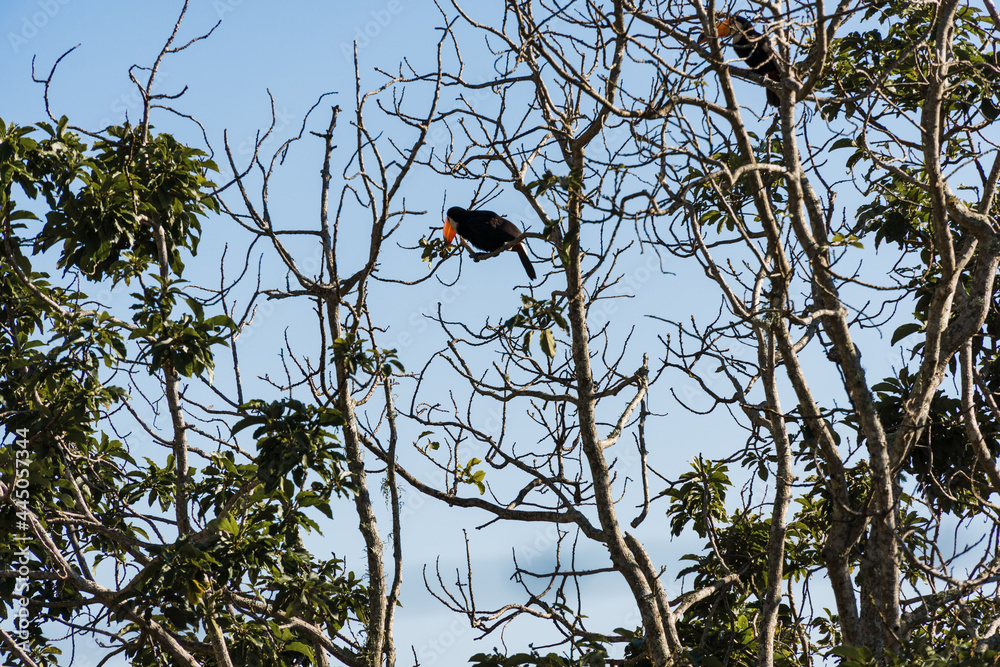 Free toucans in the wild. On top of the tree branches on a sunny day. Mountain region of Rio de Janeiro, Brazil. Free toucans in the wild. On top of the tree branches on a sunny day. Mountain region of Rio de Janeiro, Brazil.