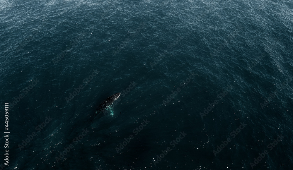 Fototapeta premium Whales 