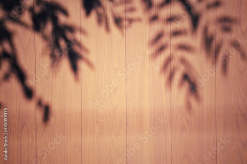 Beautiful of shadow leaves plant wall  pattern background texture