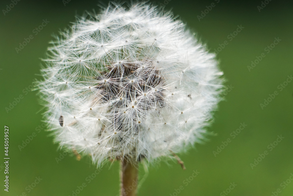Fototapeta premium Beautiful dandelion up close photo: Make a wish
