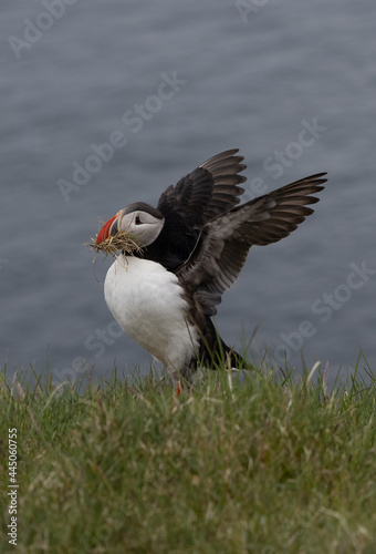 Iceland Summer June 2021 photo