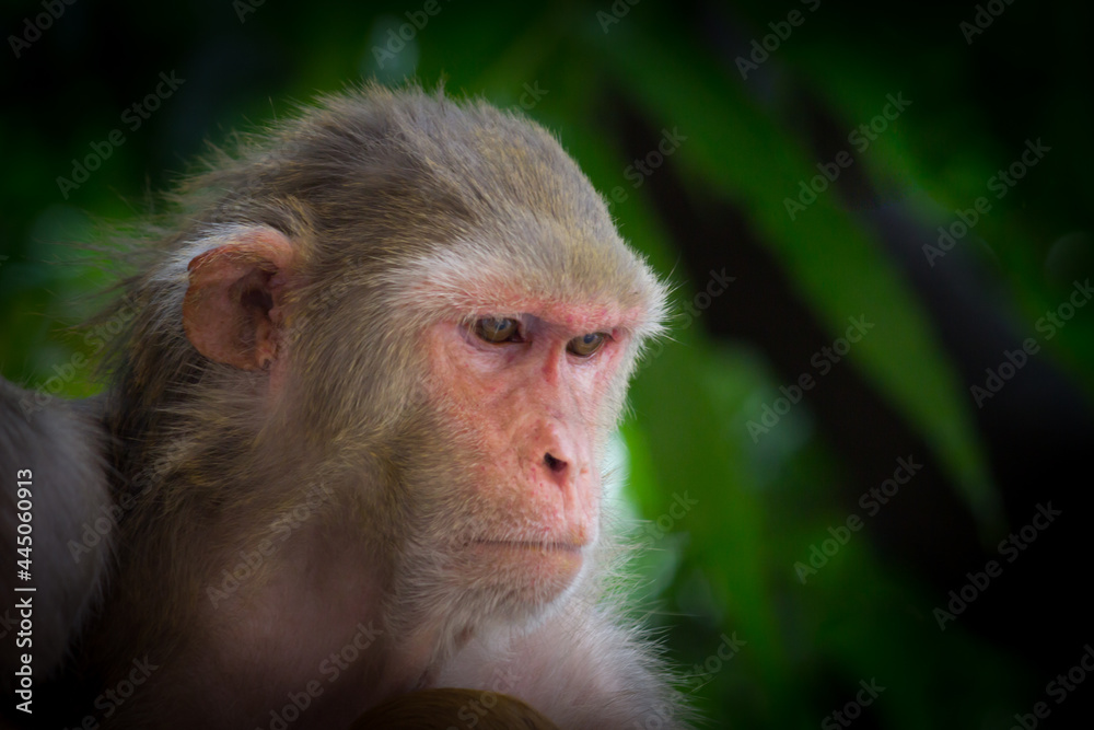 Rhesus macaques are familiar brown primates with red faces and rears. They have close-cropped hair on their heads,
which accentuates their very expressive faces. Rhesus macaques are familiar brown primates with red faces and rears. They have close-cropped hair on their heads,
which accentuates their very expressive faces.