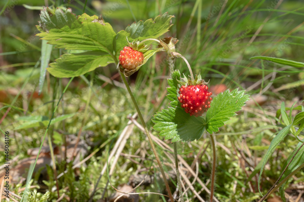 Closeup of ripe wild strawberry hanging on stem on a meadow. Outdoor shoot. Healthy and tasty red berry in the forest. Closeup of ripe wild strawberry hanging on stem on a meadow. Outdoor shoot. Healthy and tasty red berry in the forest.
