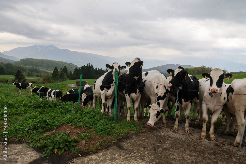 高原で放牧される乳牛