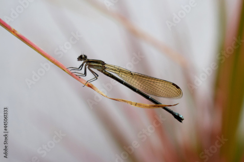 Closeup tiro de libélula em seu ambiente natural  photo