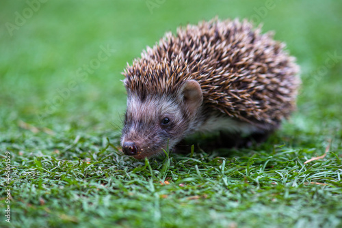 a hedgehog runs on the bright green grass