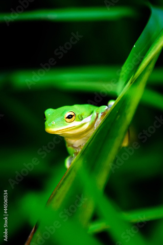 Green Tree Frog Perched In Grass-0828