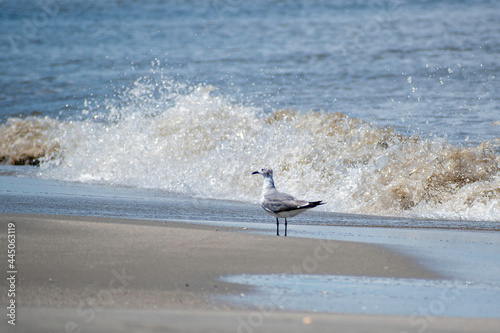 Seagull loving the beach - standing in front of breaking waves. photo