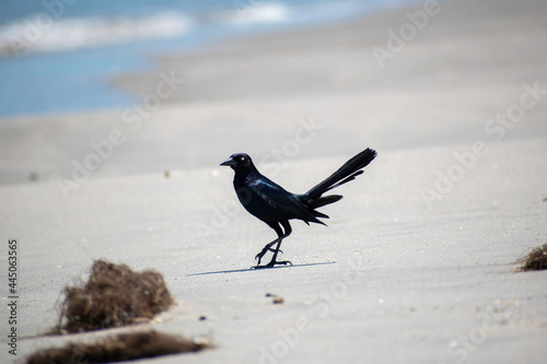 Canvas-taulu Black Grackle Bird on the Windy Beach at the Ocean Shore Walking in the Sand in