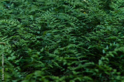 fern leaves in the forest