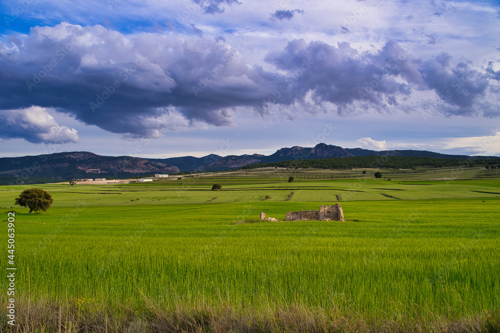 Fototapeta premium paisaje de trigales verdes en España