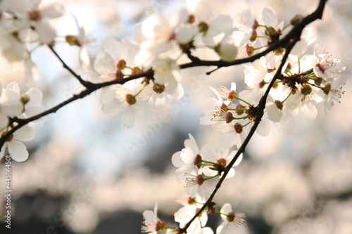 Cherry blossom in spring. Blue sky in the background