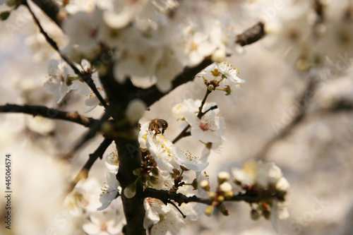 Cherry blossom in spring. White color in the background