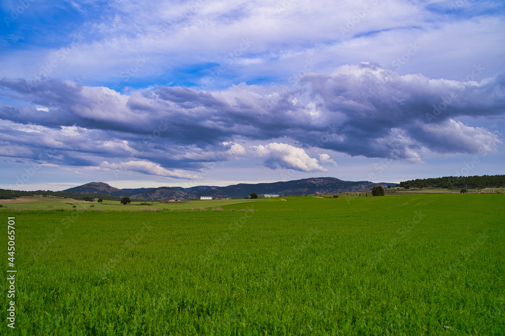 paisaje de trigales verdes en España