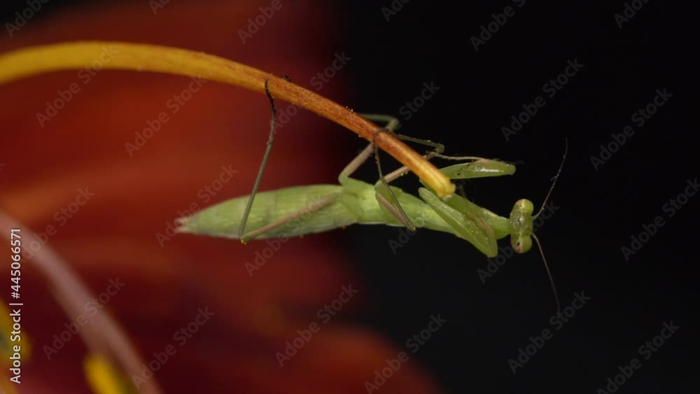 Macro Shot Of A Praying Mantis Feeding On A Daylily Macro Shot Of A Praying Mantis Feeding On A Daylily