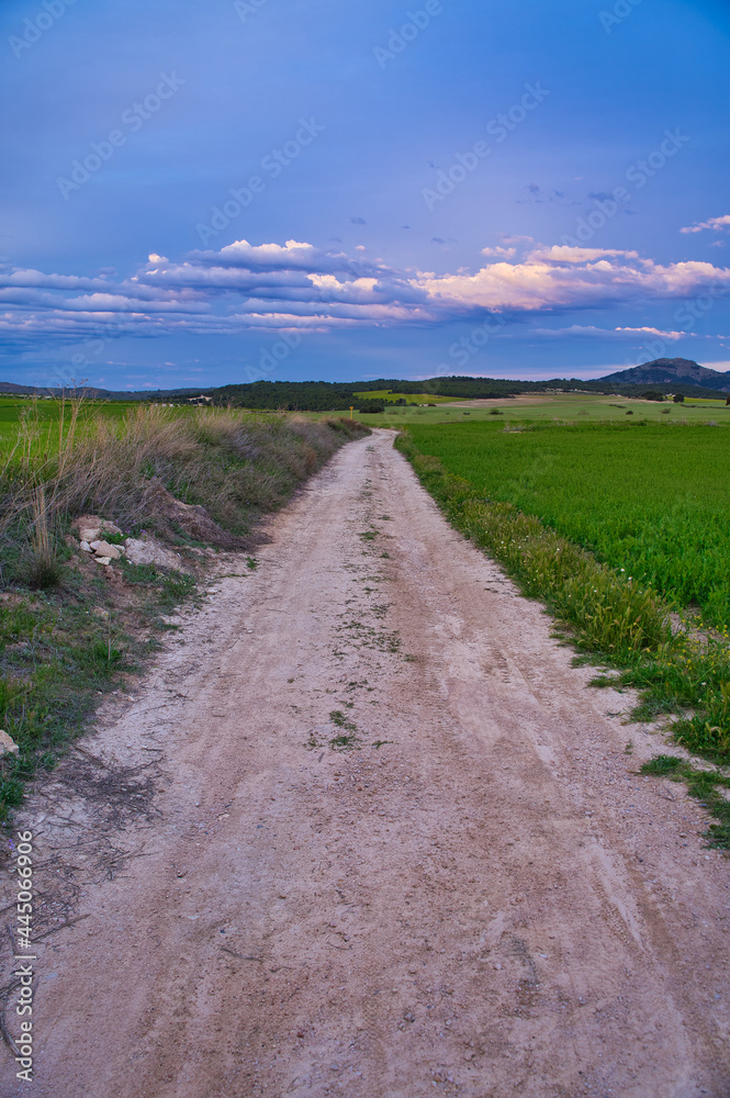 paisaje de trigales verdes en España