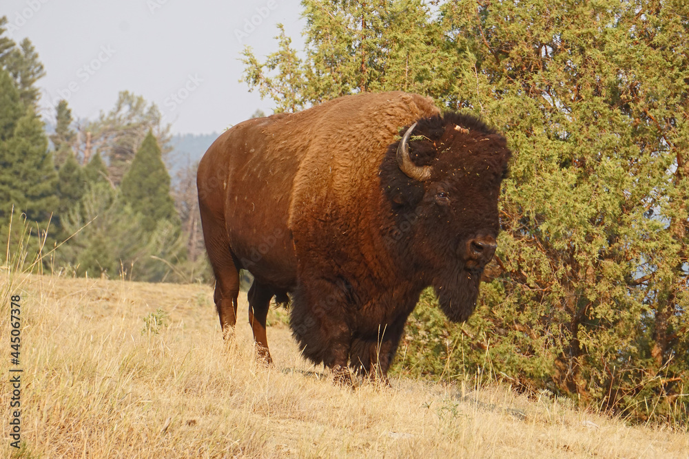big bison bull standing still big bison bull standing still