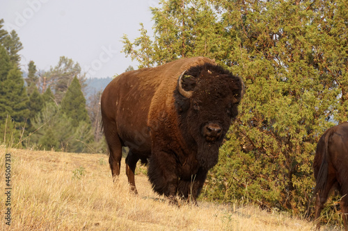 big bison bull standing still