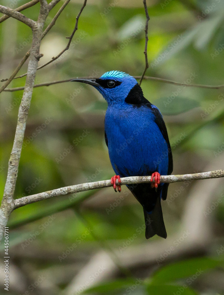 Fototapeta premium Red-legged Honeycreeper