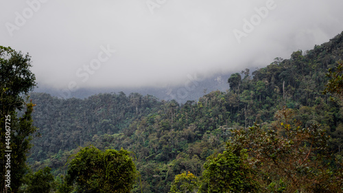 bosque nativos colombianos en un día nublado