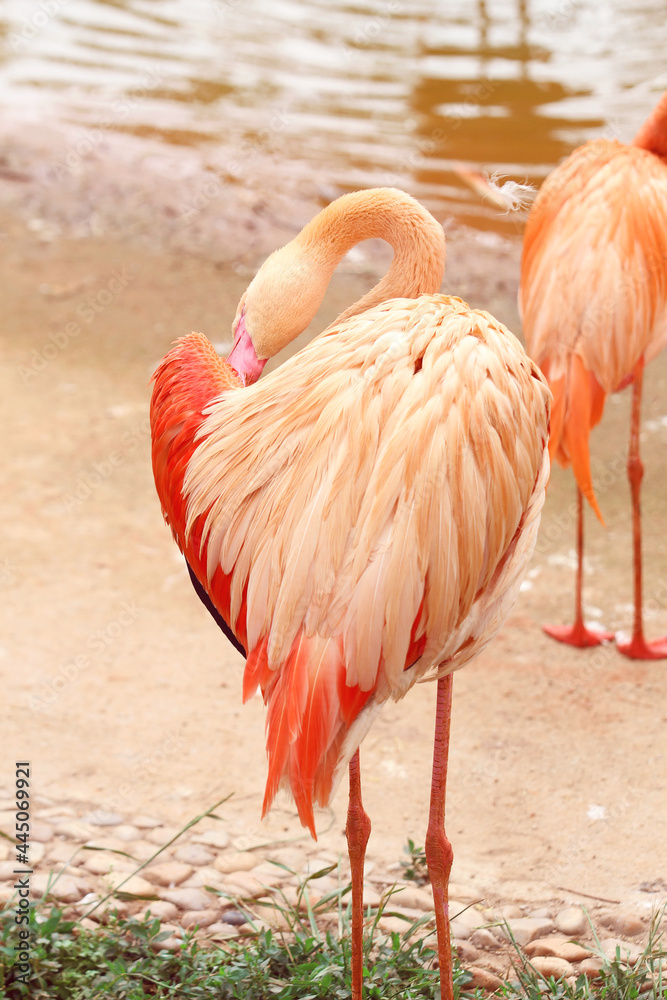 pink flamingo in the water