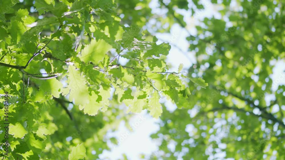 Elegant green background of backlit green leaves. Green leaves in park. Bokeh. Elegant green background of backlit green leaves. Green leaves in park. Bokeh.