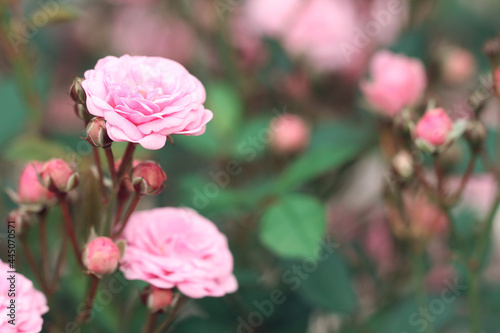 pink roses in garden © Jessica