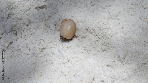 hermit crabs in shells on sandy beach