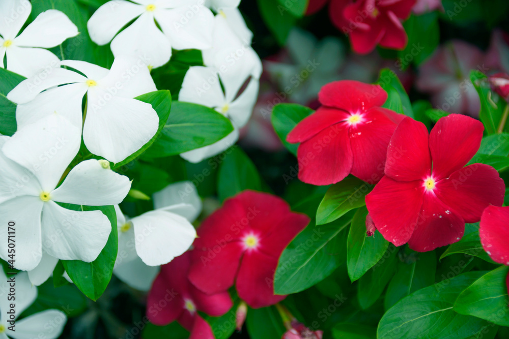 Fototapeta premium 花