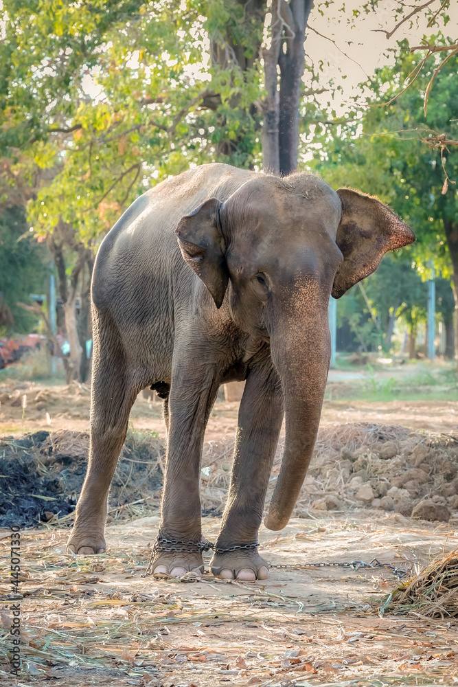 Obraz premium elephant in the park